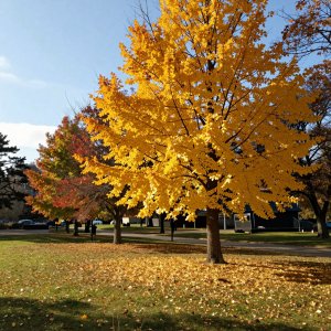 Autumn