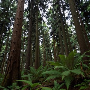 Forests