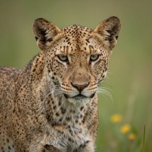 Wildlife